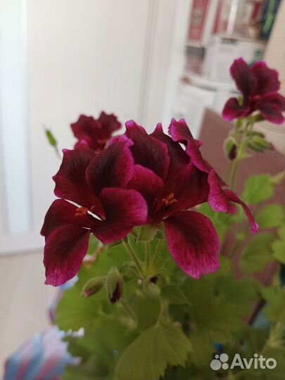 Бегония вечноцветущая, герань королевская