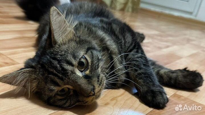 Котик молодой