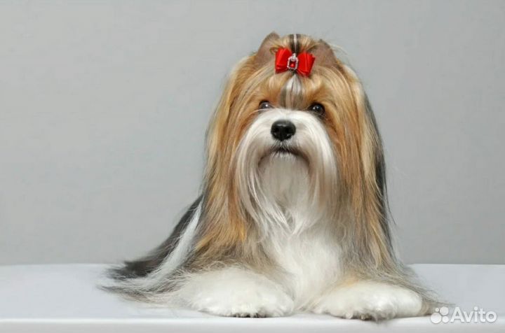 Щенки бивер йорка