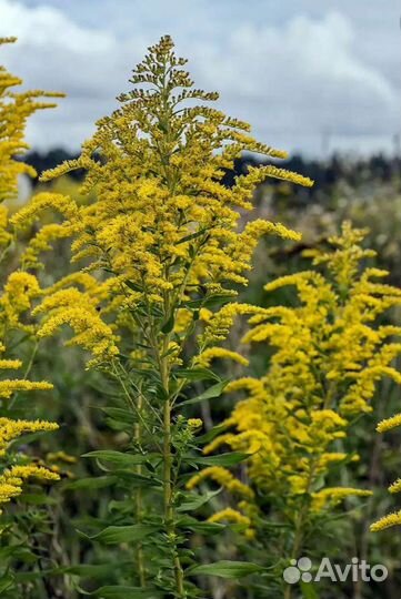 Золотарник многолетник