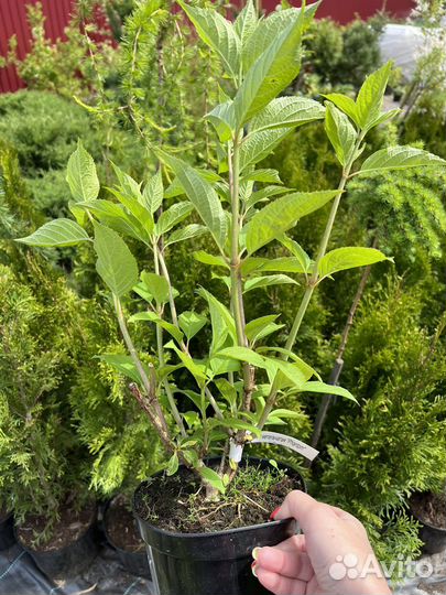 Гортензия метельчатая Металика новинки