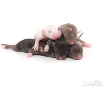 Крыса опушенок живой корм