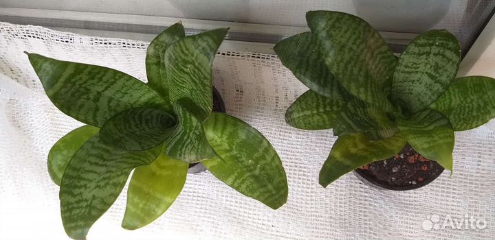 Сансевиерия ханни грин