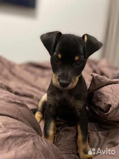 Мини той-терьер