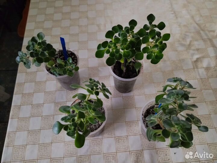 Комнатные растения цветы