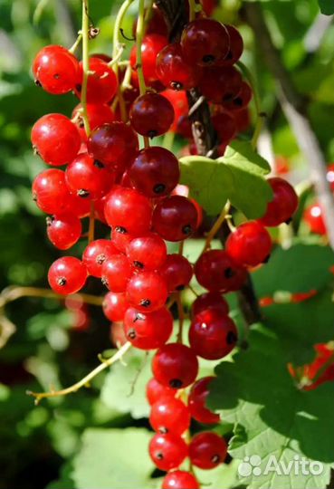 Смородина чёрная, красная