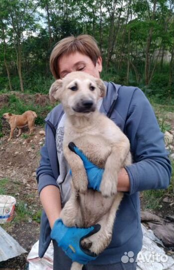 Щенок крупной породы