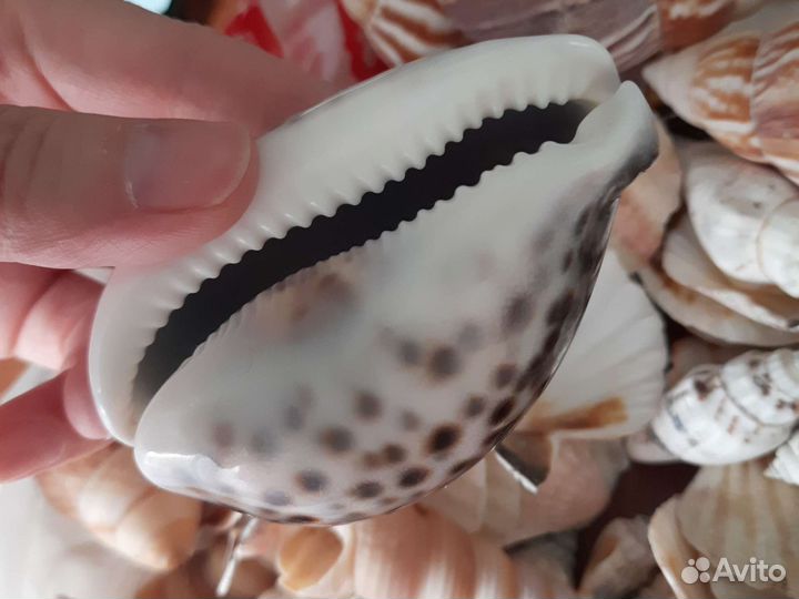 Морские ракушки