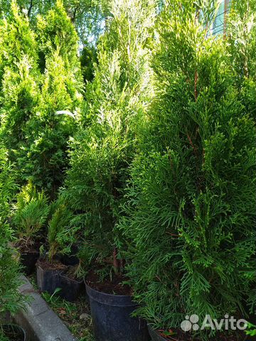 Туя смарагд