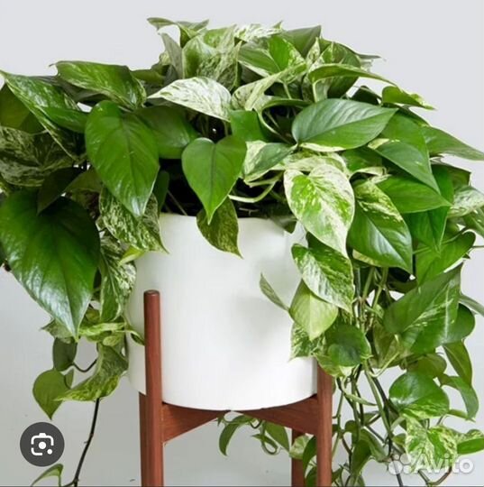 Комнатные цветы бесплатно