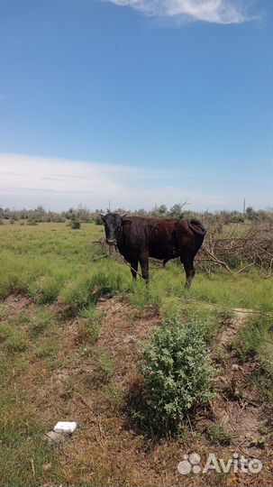 Продажа быка