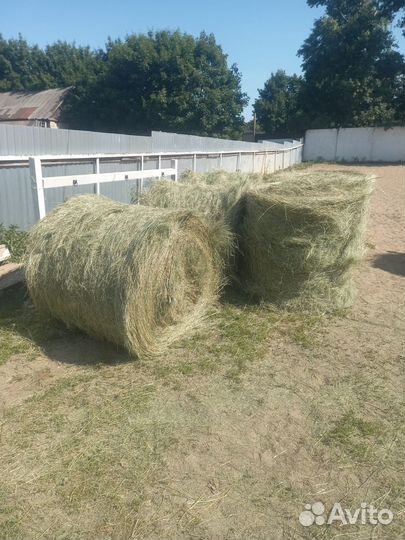 Сено в рулонах оптом