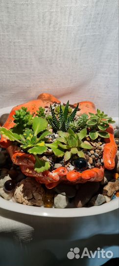 Флорариум суккуленты