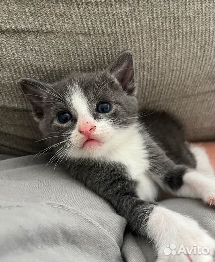 Серо белые котята в добрые руки