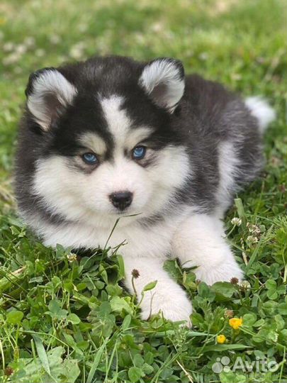 Той размер помски- померанский мини хаски