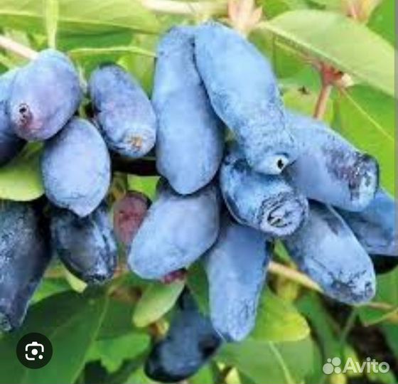 Жимолость саженцы