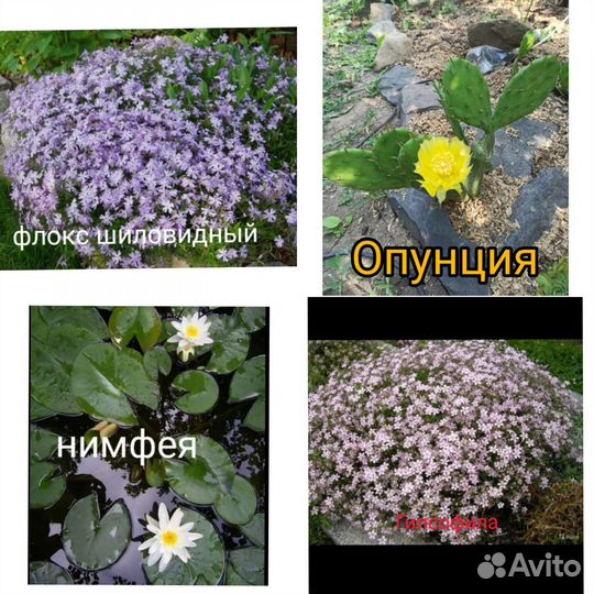 Уличные растения