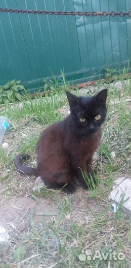 Ищем передержку или дом для котёнка с улицы