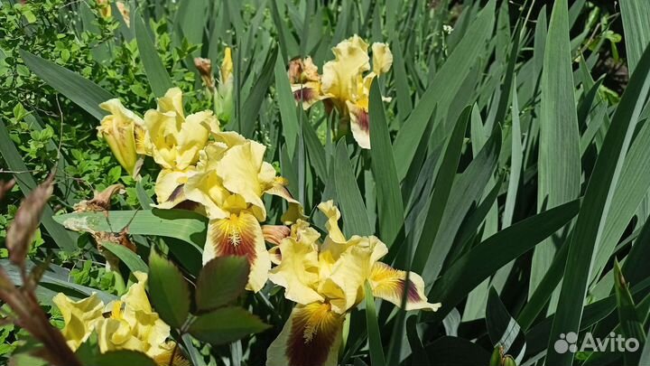 Ирисы, цветы садовые
