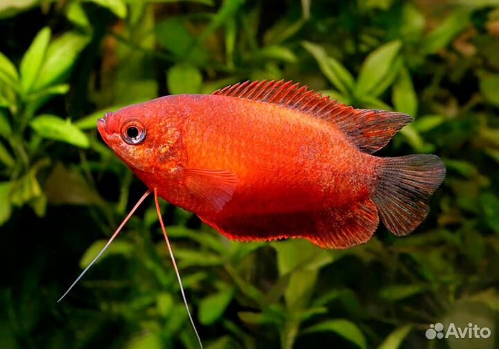 Гурами медовый красный (Colisa chuna или Trichoga