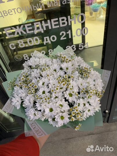 Хризантема кустовая