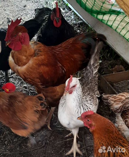 Корма для птиц