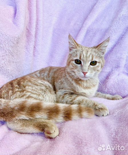 Ласковая рыжая скромница Фокси в добрые руки