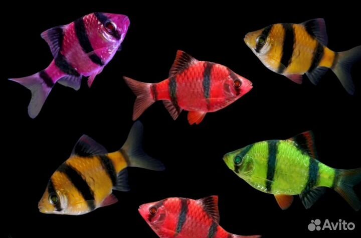 Рыба красный неон, голубой, барбусы