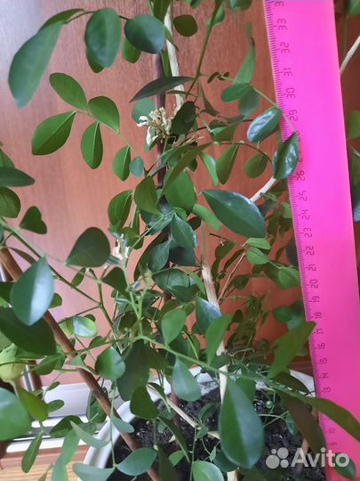 Мурайя, взрослое плодоносящее растение