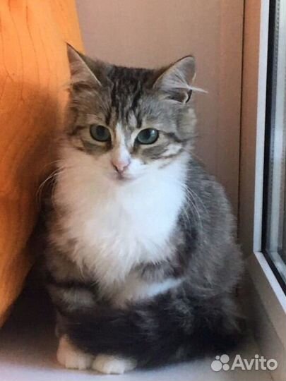 Аделинка ищет дом