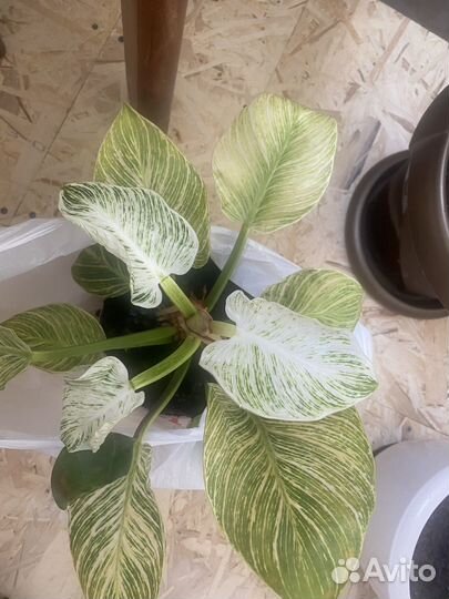 Филодендрон биркин