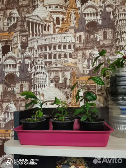 Лимонное дерево