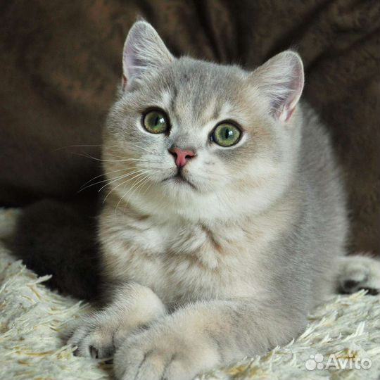 Британская золотая шиншилла