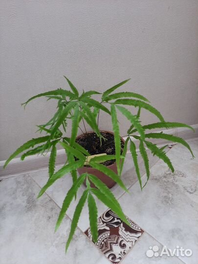 Папоротник Птерис