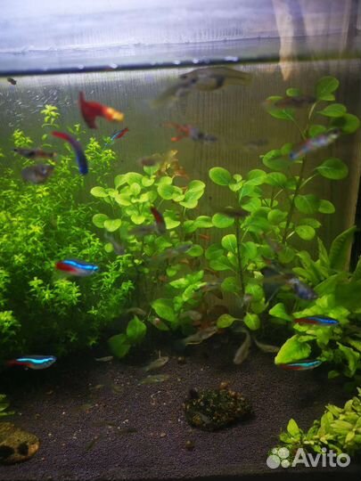 Аквариумные рыбки гуппи