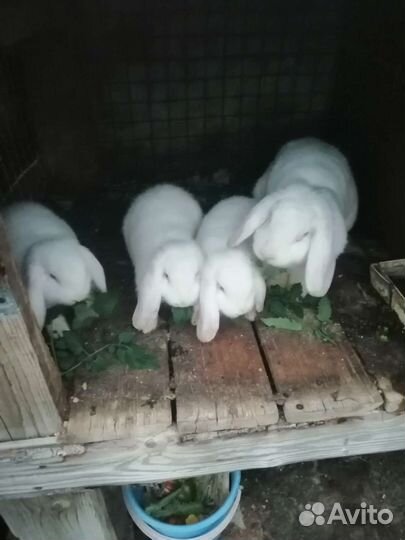 Кролик