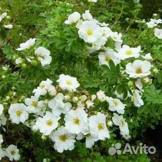 Лапчатка кустарниковая