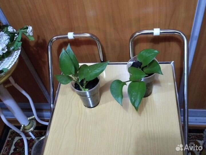 Комнатные растения