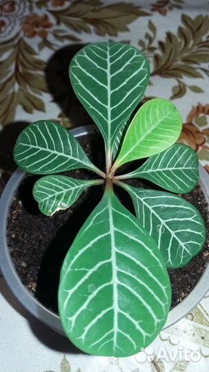 Гибискус, Молочай,Сингониум, Хлорофитум