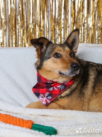 Ася ищет семью