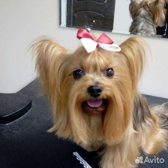 Грумер. Стрижка собак. Грумер в Дмитрове