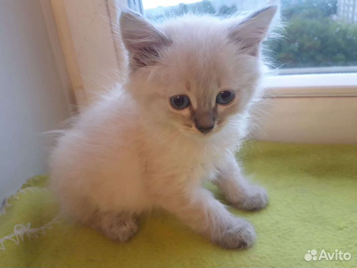 Сиамский котенок