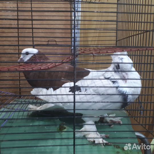 Голуби: чехи, гривуны, бакинцы, бойные