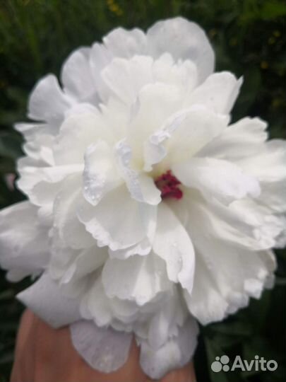 Пионы саженцы