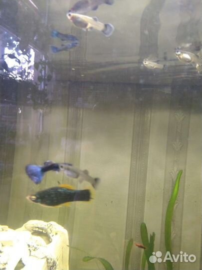 Гуппи сине зелёные.малахит