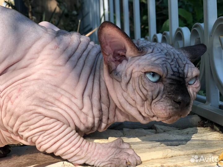 Мальчик канадский сфинкс документы