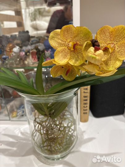 Орхидея ванда