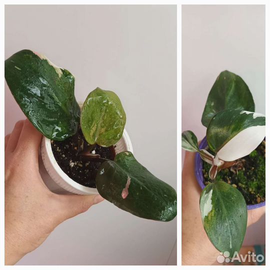 Филодендроны пестролистные