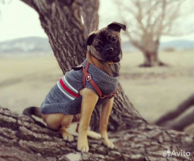 Пти брабансон мальчик