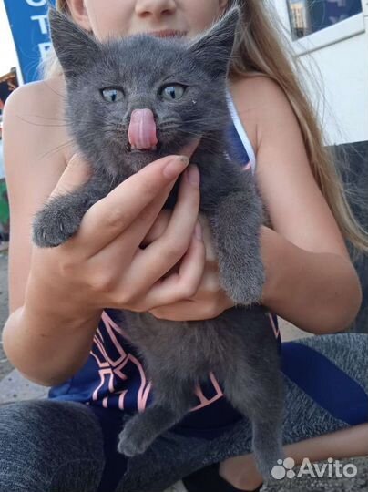 Котята в добрые руки 2 месяца